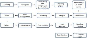 Contamination Of Pigs By Yersinia Enterocolitica In The
