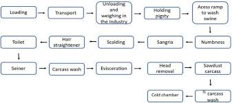 Contamination Of Pigs By Yersinia Enterocolitica In The