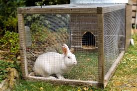 Search our extensive list of dogs, cats and other pets available near you. Raising Rabbits For Meat Cost Legalities How To Start Farming