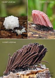 Image result for Stemonitis fusca