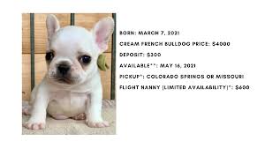 We look forward to helping you find your next family member. Cream Male French Bulldog Ulysses 5354 Sold The French Bulldog