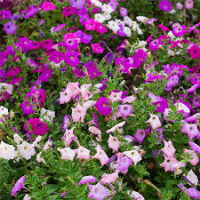 Image result for foto petúnie