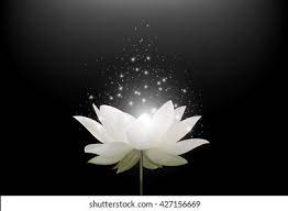 Water lily 45 water lily with reflection by terri winkler. Magic White Lotus Flower On Black Stock Vector Royalty Free 427156669