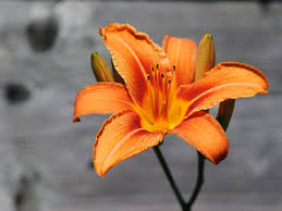 Some plants, including roses, poppies, and lilies, could orange rose: Orange Garden Design Plants For An Orange Garden