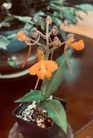 Image result for Habenaria clavata