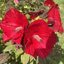 Image result for Hibiscus ludwigii