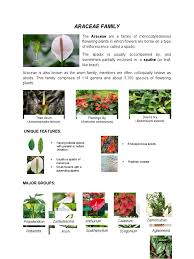 Image result for Araceae