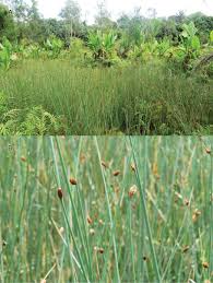 Image result for Courtoisina assimilis