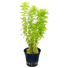 Image result for Limnophila fluviatilis