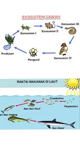 Dalam proses rantai makanan tersebut terdapat perpindahan energi diantara jenjang organisme yang lain. 1 Bersama Teman Sebangkumu Tentukan Sebuah Rantai Makanan Yang Ada Di Sebuah Ekosistem Tentukan Brainly Co Id