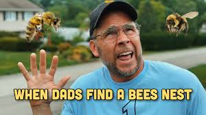 When dads find a bees nest...