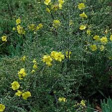 Image result for Rhigozum zambesiacum