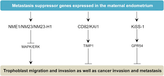 Metastasis Suppressor An Overview Sciencedirect Topics