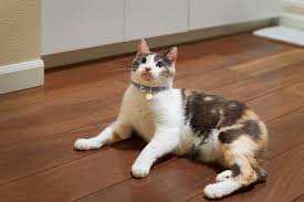 How Long Do Calico Cats Live? - Average Cat Lifespan