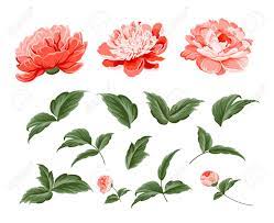 Maybe you would like to learn more about one of these? Set Of Peony Flowers Elements Botanical Illustration Collection Royalty Free Cliparts Vectors And Stock Illustration Image 90508474