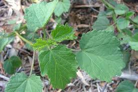 Image result for Hibiscus diversifolius