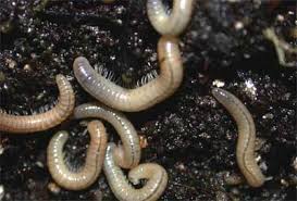 Banyak fakta menarik mengenai hewan yang satu ini. Kaki Seribu Si Kaki Banyak Korban Salah Kaprah Manusia Re Tawon