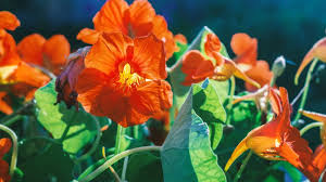 Image result for Nasturtium