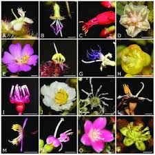 Check spelling or type a new query. Pdf Evolution Of Floral Morphology And Symmetry In The Miconieae Melastomataceae Multiple Generalization Trends Within A Specialized Family