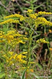 Image result for Solidago juncea