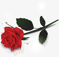 الورود الجميلة ناقل البحر Beautiful Roses Beautiful Rose