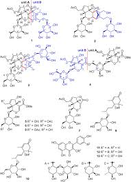 Image result for Morinda asteroscepa