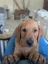 Purebred Labrador Retriever Puppies For Sale In Hazleton