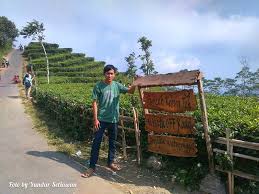 Kebun teh nglinggo merupakan salah satu wisata alam berupa kebun teh di kabupaten kulon progo, yogyakarta. Obyek Wisata Alam Kebun Teh Nglinggo Samigaluh Kulon Progo Mas Yundar