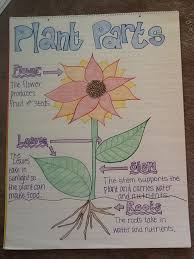 Plant Parts Anchor Chart Polka Dots Teaching Tots Sixth