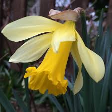 Find this pin and more on narcissus : Narcissus Rijnveld S Early Sensation Syn Narcissus January Daffodil Rijnveld S Early Sensation Trumpet Uploaded By Akamrshea