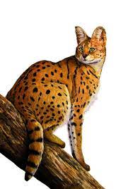Artstation African Serval Cat Cherish Valentine Butler African Serval Cat Serval Cats Wild Cats