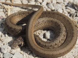 If however, the shot misses, you may just end up with an irate snake thrashing around in your yard. Snakes Of Ohio Identifying All 25 Species Slideshow Cleveland Com