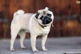 Symptoms only appear during the late stages as stated earlier, so canine lung cancer is one of the fatal types of cancer in dogs disease. Testicular Cancer In Male Dogs Pets4homes