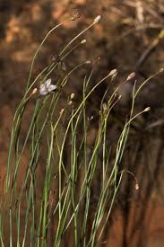 Image result for Wahlenbergia virgata