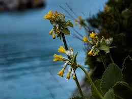 Le 5 varietà più belle e facili da. Botanica Ogni Regione Italiana Ha La Sua Mascotte Verde