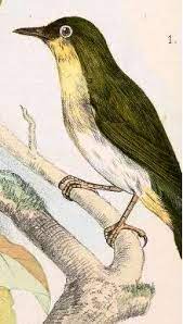 Ioc world bird list version 6.4. Sangihe White Eye Wikipedia
