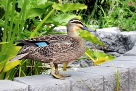 If you want to raise ducks for meat then you would need to decide on the number of ducklings you will need to buy for. Sixteen Interesting And Informative Facts About Ducks Pets4homes