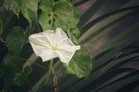 Image result for Ipomoea ephemera