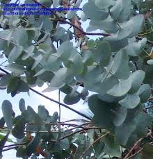 60+ vectors, stock photos & psd files. Plantfiles Pictures Eucalyptus Species Argyle Apple Mealy Stringbark Silver Dollar Gum Tree Eucalyptus Cinerea By Islandjim