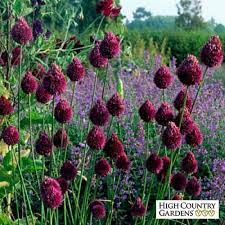 Red And Purple Allium Sphaerocephalon Bulbs Drumstick Allium Sphaerocephalon Allium Sphaerocephalon Bu Allium Sphaerocephalon Allium Flowers American Meadows
