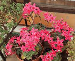 Please can someone ID this succulent....the name has escaped me..a very  fussy one...not too much sun and not too much water