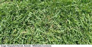 Because of how dense zoysia grass is, it makes a full and thick lawn, and it is very resistant to wear and tear. Types Of Lawn Grass Identification Guide To Sod Types Pictures