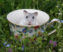 Maybe you would like to learn more about one of these? 50 Amazing Hamster Facts For Kids Everything You Want To Know