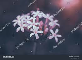 Image result for Pentanisia prunelloides