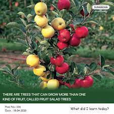 Fred decker planning a vegetable garden that works for you. A Fruit Salad Tree Refers To A Tree Sunandha Academy Facebook