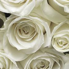 Check spelling or type a new query. Fototapete A La Rose Von Sunnydecor Fototapete De