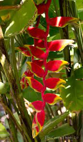 Holy Hanging Heliconia The Green Thumb 2 0