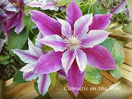 Ruppel clematis, doctor ruppel clematis, dr. Clematis On The Web Clematis Detail