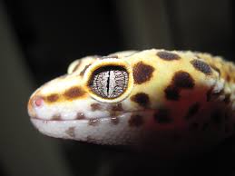 What leopard gecko supplies do you need to keep your new pet happy and healthy? Leopard Gecko Eye Amazing Backgrounds