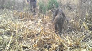Vanatoare in romania si peste hotare. Vanatoare De Porc Mistret Www Vanatoareinromania Ro Youtube